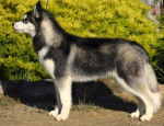 Aïcha - Husky Sibérien Femelle (1 an)