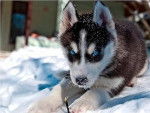 yue - Husky Sibérien Femelle