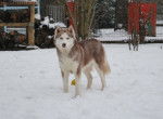 Teepee - Husky Sibérien Femelle (1 an)