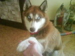 patoune - Husky Sibérien Femelle (3 ans)