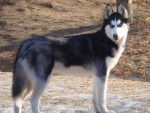 Shila - Husky Sibérien Femelle (2 ans)