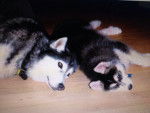 Murphy and Meesha - Husky Sibérien