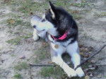 Panda - Husky Sibérien Femelle (4 ans)