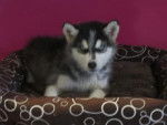 flocon - Husky Sibérien Mâle (2 mois)