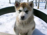 neige - Husky Sibérien Femelle (7 mois)