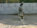 Husky Sibérien - Husky Sibérien