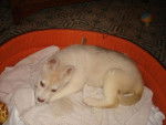 Leika husky sibérien - Husky Sibérien