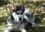 Candy 10 mois - Husky Sibérien (10 mois)