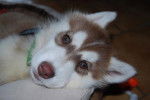 Faydjin, chiot femelle Husky Sibérien - Husky Sibérien