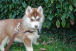 Jeune femelle Husky Sibérien, Faydjin - Husky Sibérien
