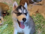 Jeune chiot Husky - Husky Sibérien