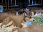 Jeune chiot Husky - Husky Sibérien