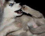 Teatrera Ojos Azules - Husky Sibérien Femelle (1 mois)