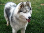 Photo Husky Sibérien