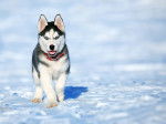 Photo Husky Sibérien