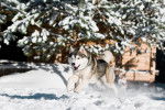 Photo Husky Sibérien
