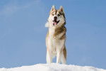 Photo Husky Sibérien