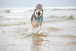 Un Husky Sibérien qui court en sortant de l'eau 