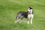 Photo Husky Sibérien
