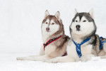 Photo Husky Sibérien
