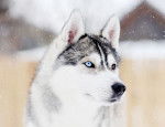 Photo Husky Sibérien