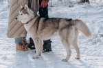Photo Husky Sibérien