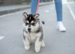 Un chiot Husky Sibérien en promenade en ville avec son maître