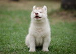 Un chiot Husky Sibérien au soleil dans le jardin