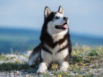 Un Husky Sibérien heureux en montagne