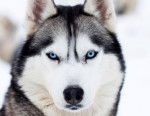 Photo Husky Sibérien