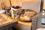 Un Husky Sibérien allongé sur un fauteuil et semblant dormir