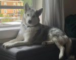 Un Husky Sibérien allongé sur un canapé
