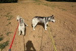 Deux Husky Sibérien sur un terrain sableux et tenu en laisse