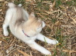 Un Husky Sibérien sur un terrain herbeux et portant un collier autour du cou