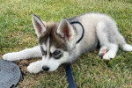 Un Husky Sibérien allongé sur un terrain herbeux et tenu en laisse