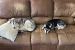 Deux Husky Sibérien allongés sur un canapé