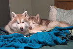 Deux Husky Sibérien allongés sur un lit