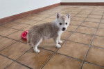 Un chiot Husky Sibérien sur un sol carrelé et regardant vers la caméra