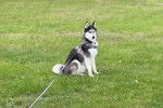 Un Husky Sibérien assis sur un terrain herbeux et tenu en laisse