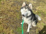 Un Husky Sibérien assis sur un terrain herbeux et tenu en laisse