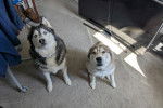 Deux Husky Sibérien assis sur une moquette