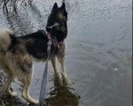 Un Husky Sibérien sur l'eau et tenu en laisse
