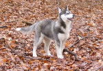 Flake - Husky Sibérien Mâle (1 an)