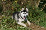 coula - Husky Sibérien Mâle