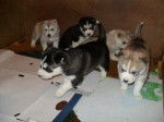 first dogs - Husky Sibérien Mâle (1 mois)