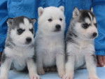 Cookie, Layka et Uscha - Husky Sibérien Mâle (10 mois)