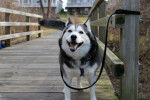 Princess - Husky Sibérien Femelle (4 ans)