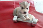 Baby Filmore - Husky Sibérien Mâle (1 mois)