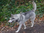 maya - Husky Sibérien Femelle (2 ans)