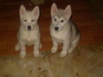 tylou, pouf - Husky Sibérien Mâle (5 mois)